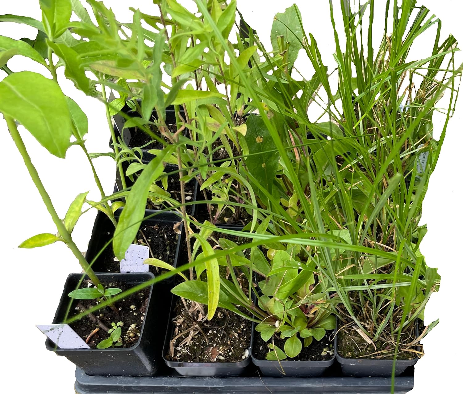 16 Outdoor Native Plants for Full Sun & Wet Ground – Includes Brown-Eyed Susan, Golden Alexanders, Smooth Penstemon & Great Blue Lobelia – Not Seeds – 4–8” Tall on Arrival – Easy to Grow Perennials
