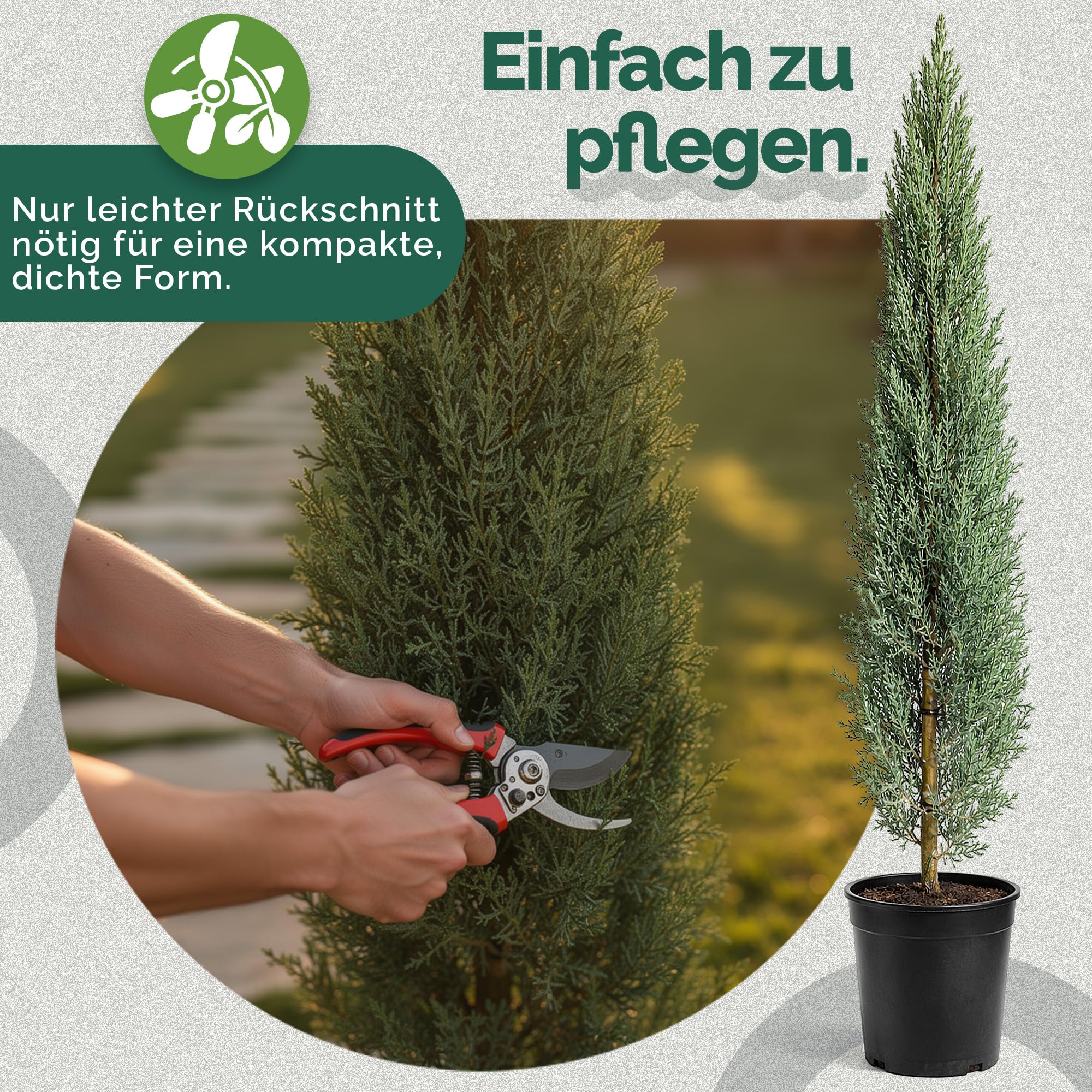 Cupressus Sempervirens Mini 120 cm Zypresse Winterhart -20° Sichtschutz Pflanzen Italienische Winterharte Zypresse Schnellwachsend