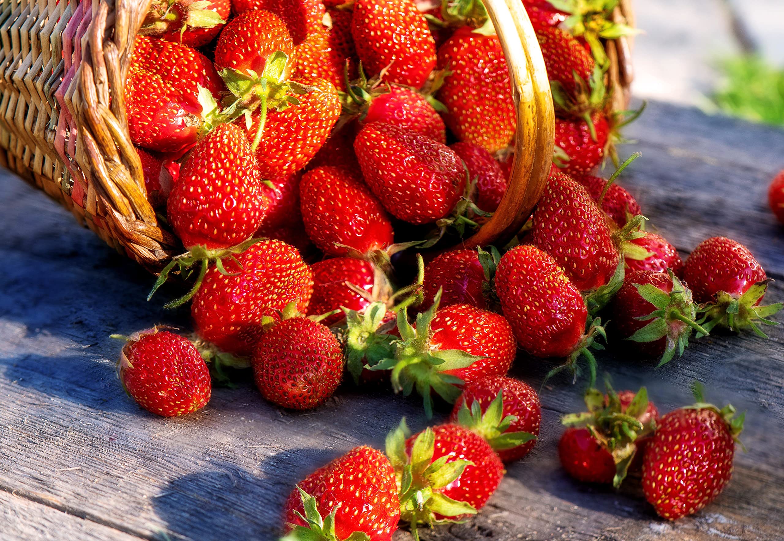 Seeds Alpine Strawberry Alexandria Non GMO Heirloom Everbearing