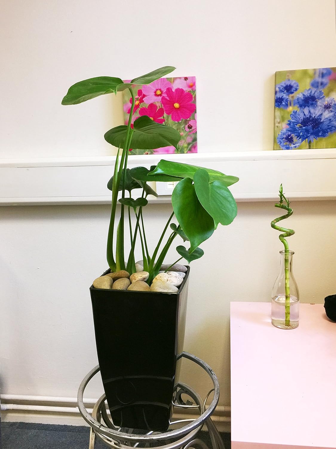 1 Evergreen Swiss Cheese House Plant in Tall Milano Pot Gloss Black