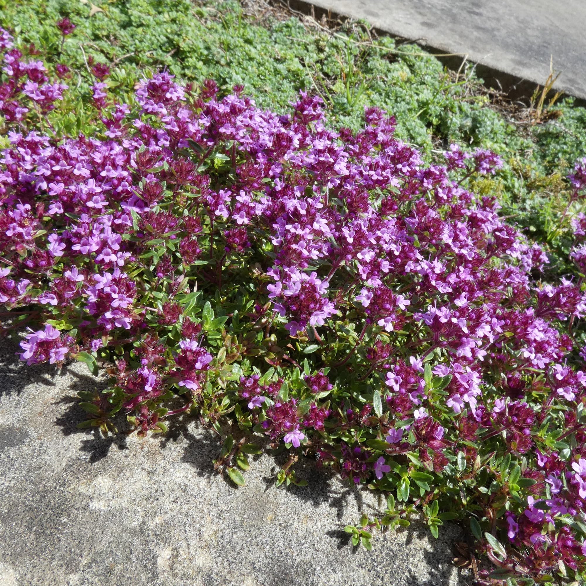 OLOADE Graines De Thym, Graines De Fleurs Faciles à Cultiver