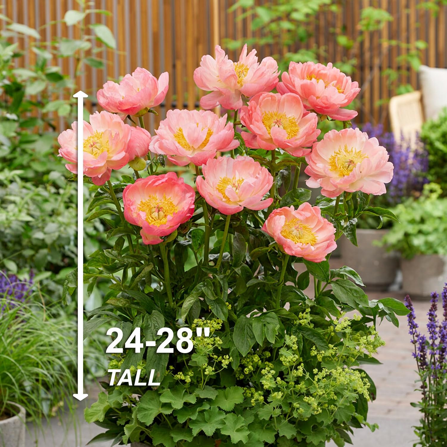 Garden State Bulb Coral Sunset Peony Flower Bulbs, Spring Planting (Bag of 6)