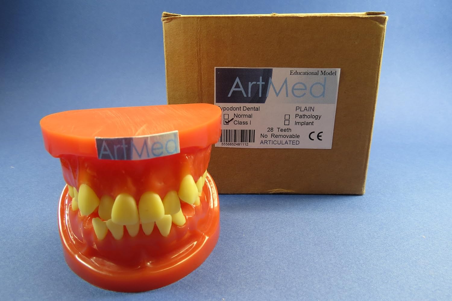 Dental Model Anatomy Teach Study Typodont Orthodontic Teeth Anormal TYP2 ARTMED