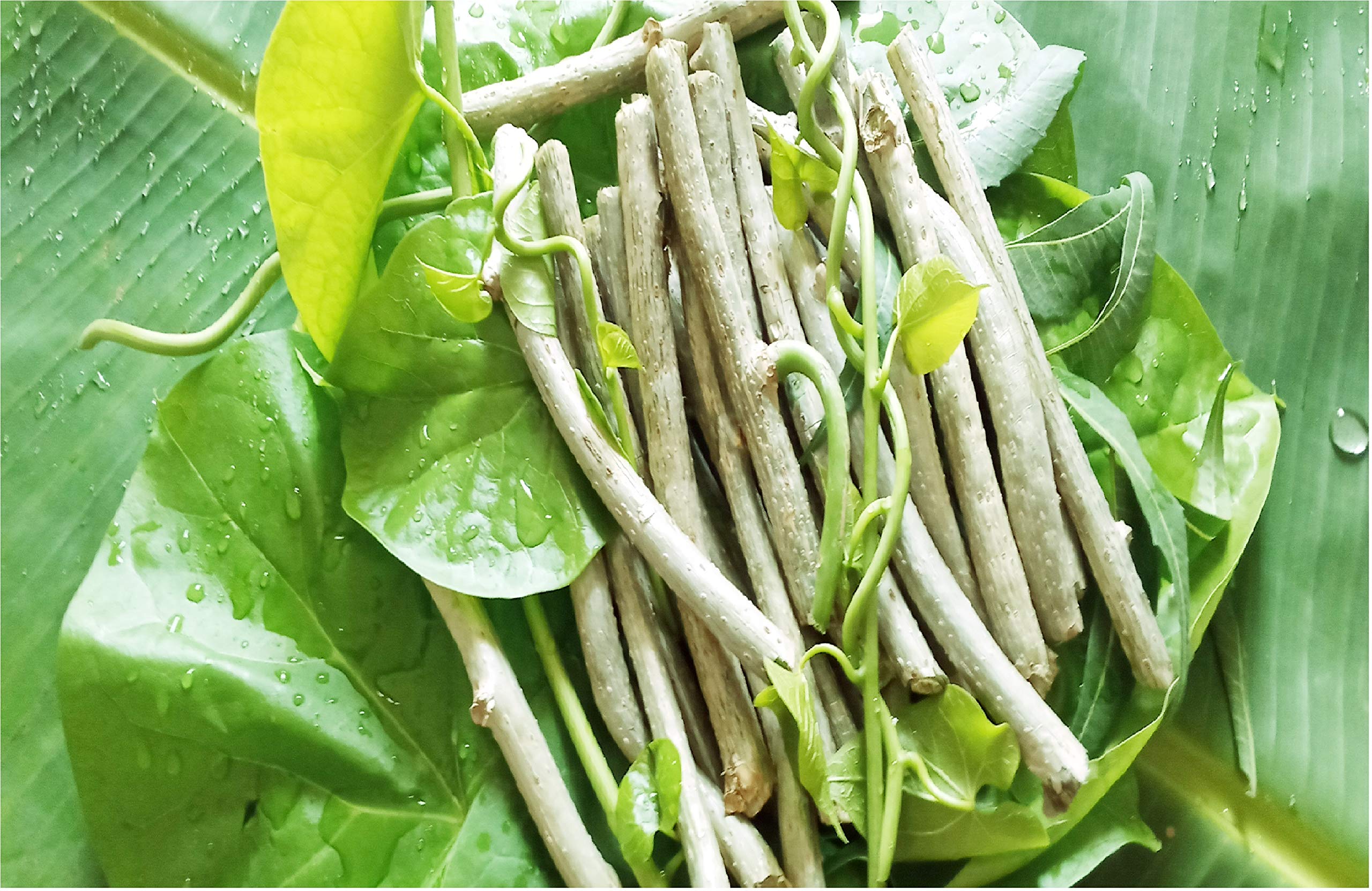 YOTOVA Natural Giloy Neem Tree Guruch Gulvel Guduchi Tinospora Cordifolia Bel Fresh Live Plant Stems Sticks (7-inch) Set of 10 (B08GPPMKRS) Amazon Price History, Amazon Price Tracker