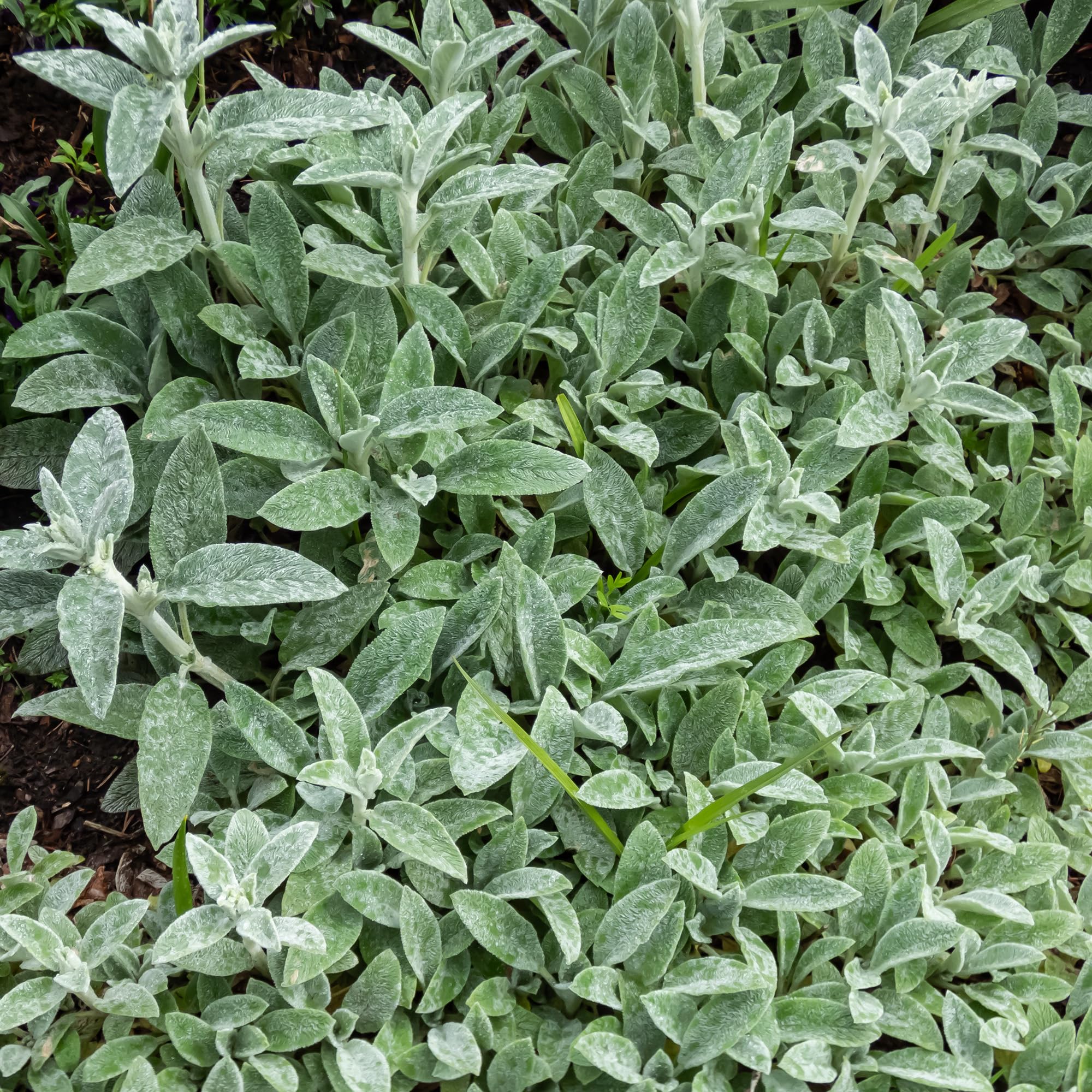 Stachys Silver Carpet Lambs Ear Plant - Evergreen Silver Foliage Perennial Plants Garden Ready - Hardy Ground Cover Plants Ready to Plant for Borders, Beds, and Pots (9cm Pot, 20-30cm)