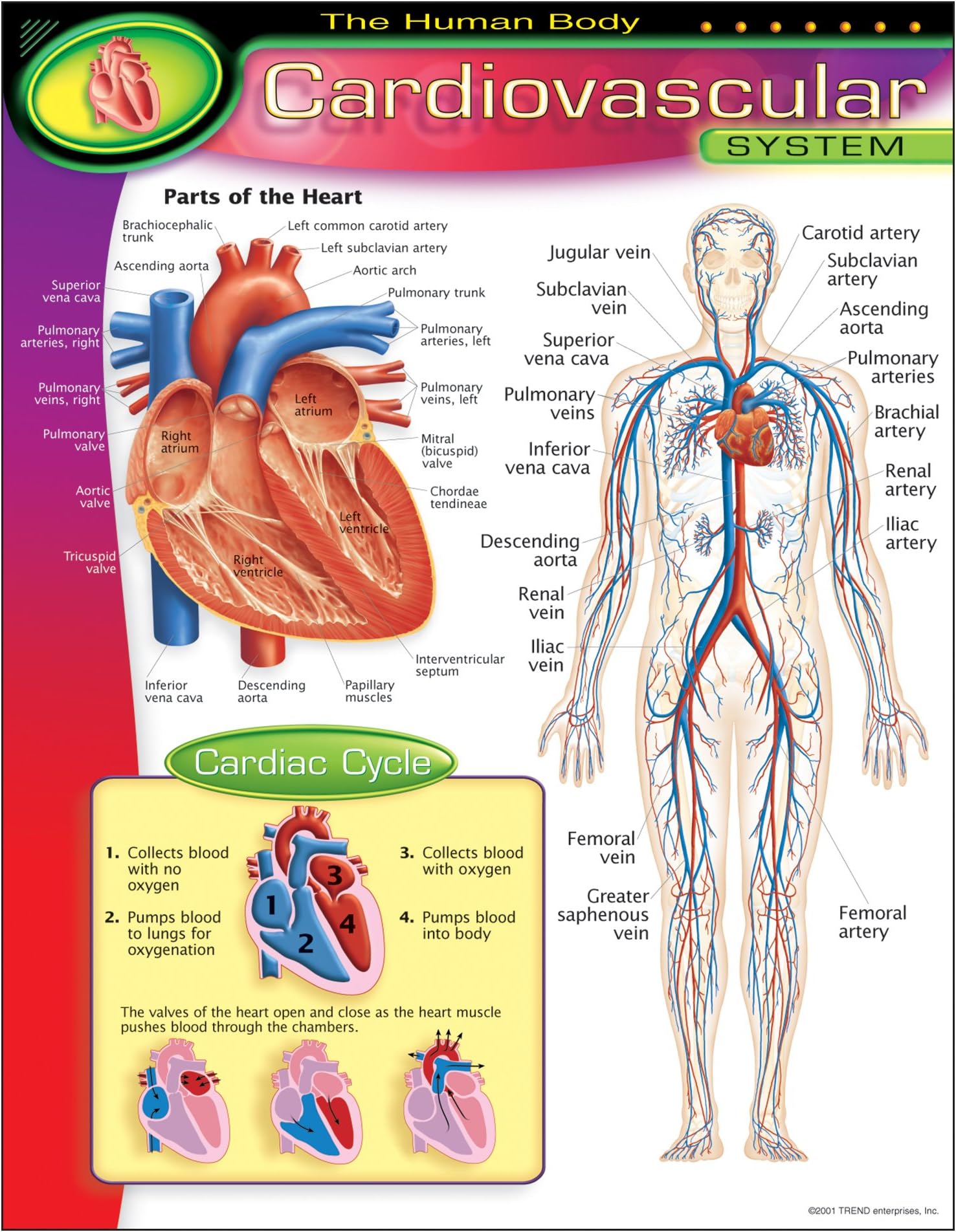The Human Body–Cardiovascular System Learning Chart