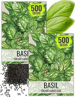 Seed Needs Basil Seeds for Planting Italian Large Leaf Herbs - Non-GMO Heirloom & Untreated - Grow an Indoor or Outdoor Home Grown Herb Garden (2 Packs)