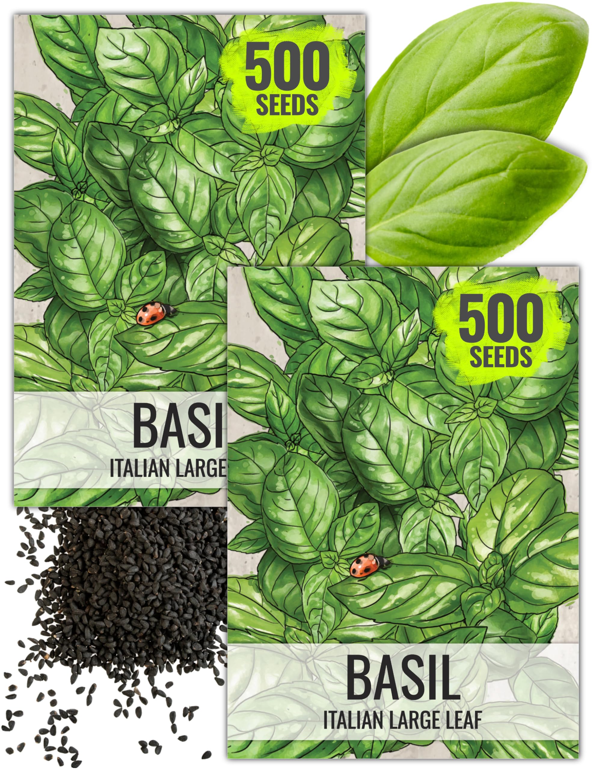 Seed Needs Basil Seeds for Planting Italian Large Leaf Herbs - Non-GMO Heirloom & Untreated - Grow an Indoor or Outdoor Home Grown Herb Garden (2 Packs)