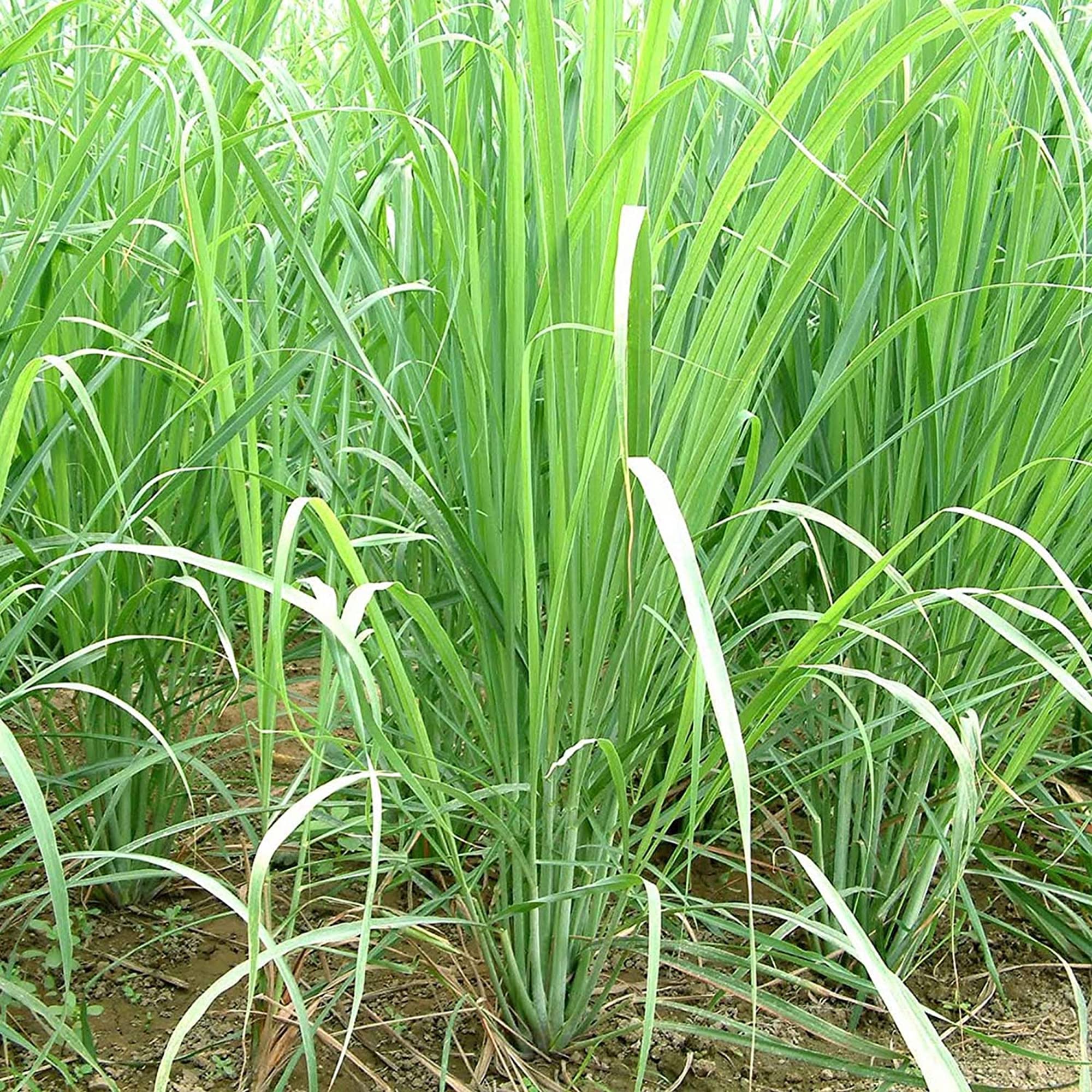SHOP 360 GARDEN Cymbopogon flexuosus, Cochin Grass, East Indian Lemon Grass, Malabar Grass Plant Seeds for Growing (Pack of 200 Seeds) (B09238HBFV) Amazon Price History, Amazon Price Tracker