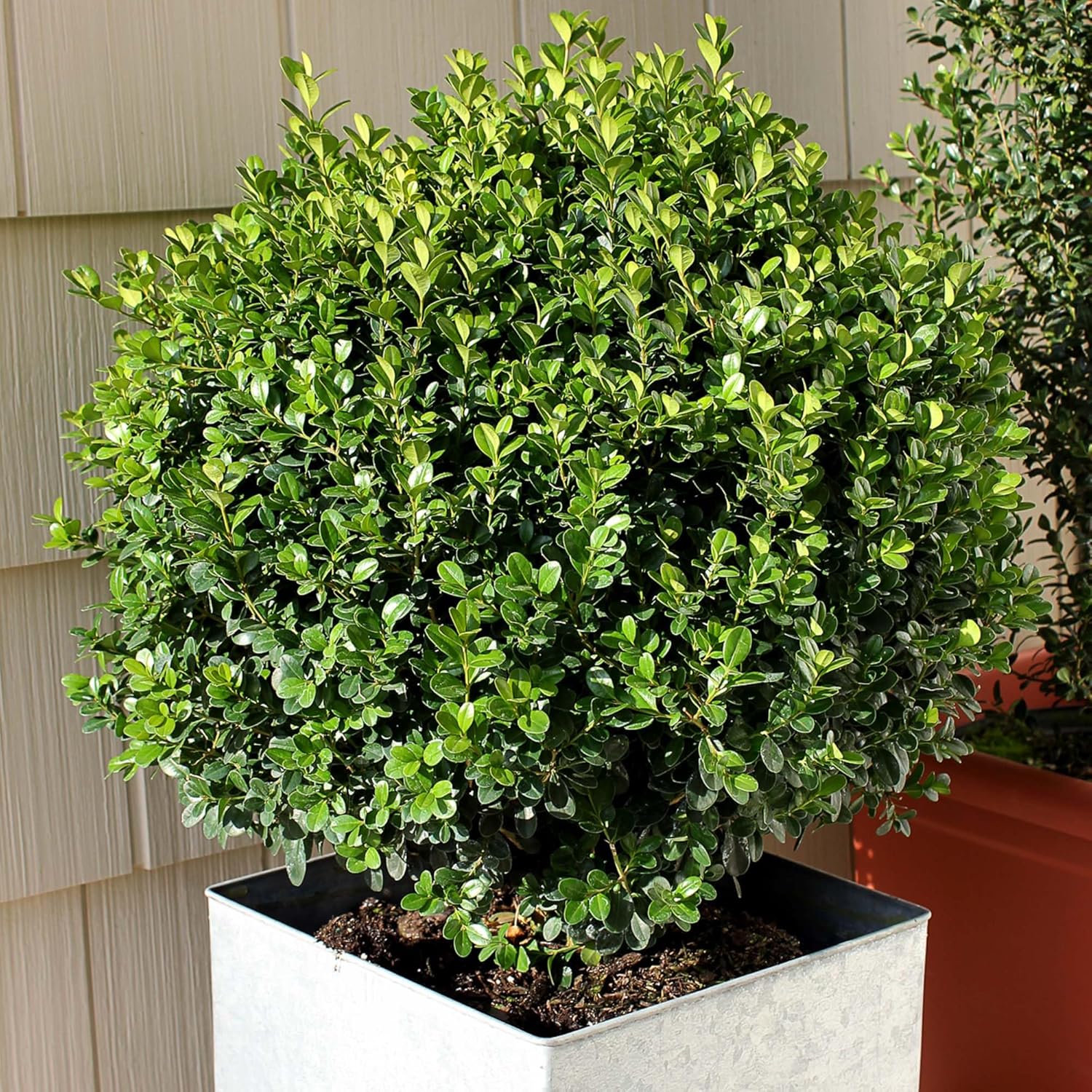 Perfect Plants Sprinter Boxwood 3 Gallon | Live Shrub for Landscaping | Evergreen, Low Maintenance, & Perfect for Hedges