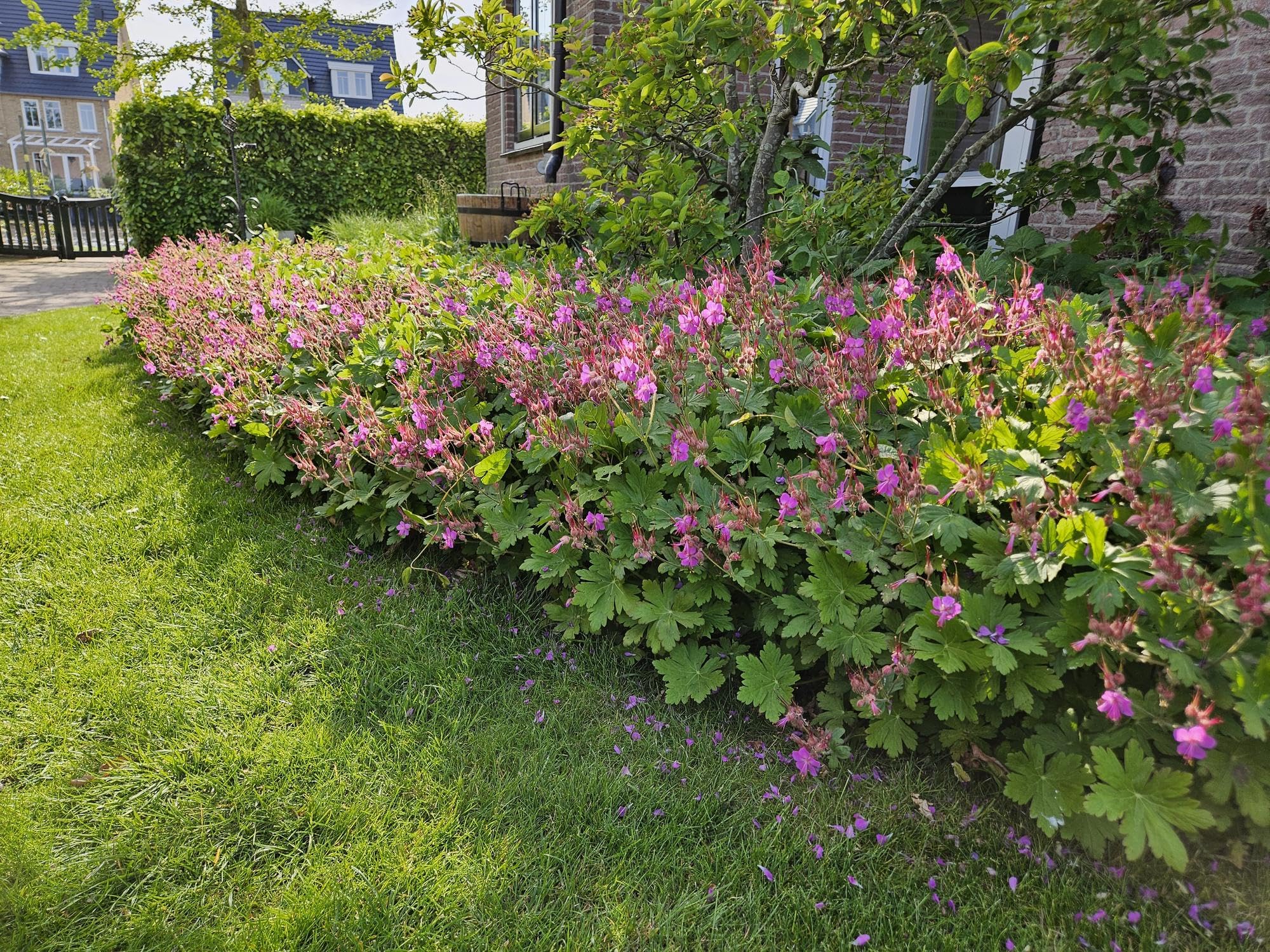 Geranium Macrorrhizum Tapizante para Sombra y Jardín, Pack de 12, 10-25cm