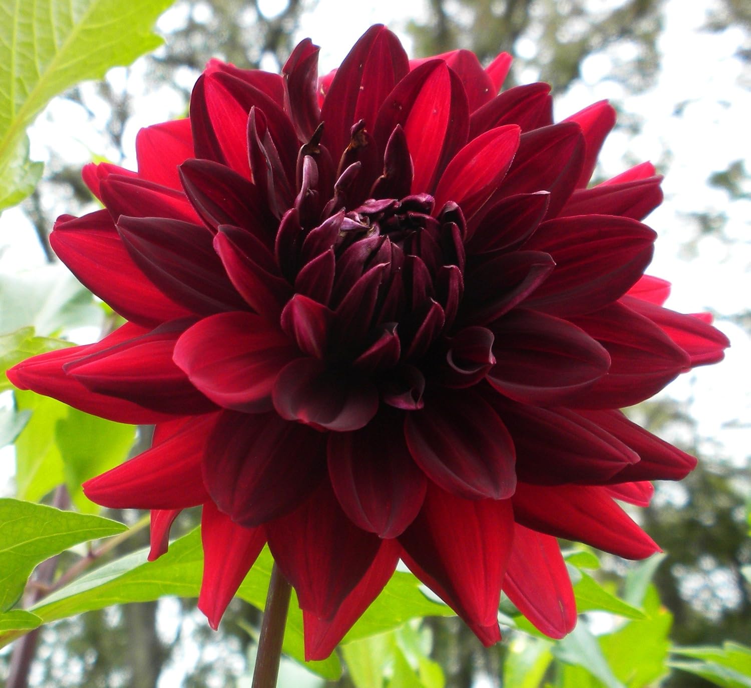 Amazon.com : Loverboy Dahlia Flower Seeds Packaged with Instructions 50