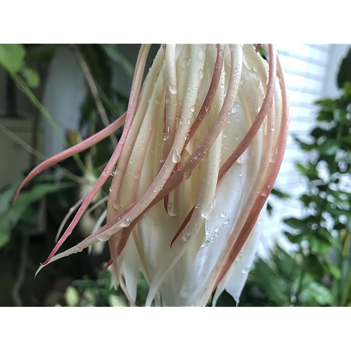 Buy Seeds village Epiphyllum Oxypetalum Brahma Kamal a Rare