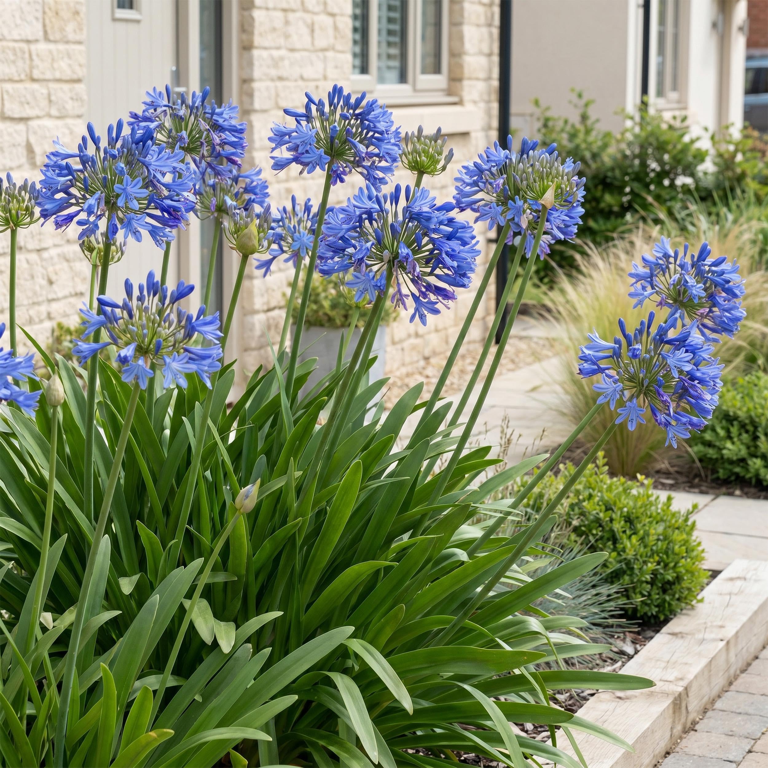 Agapanthus africanus – lilia afrykańska – rośliny przyciągające pszczoły i motyle – niebieskie – 6 sztuk - 15-25cm - Ø11cm - Roślina ogrodowa
