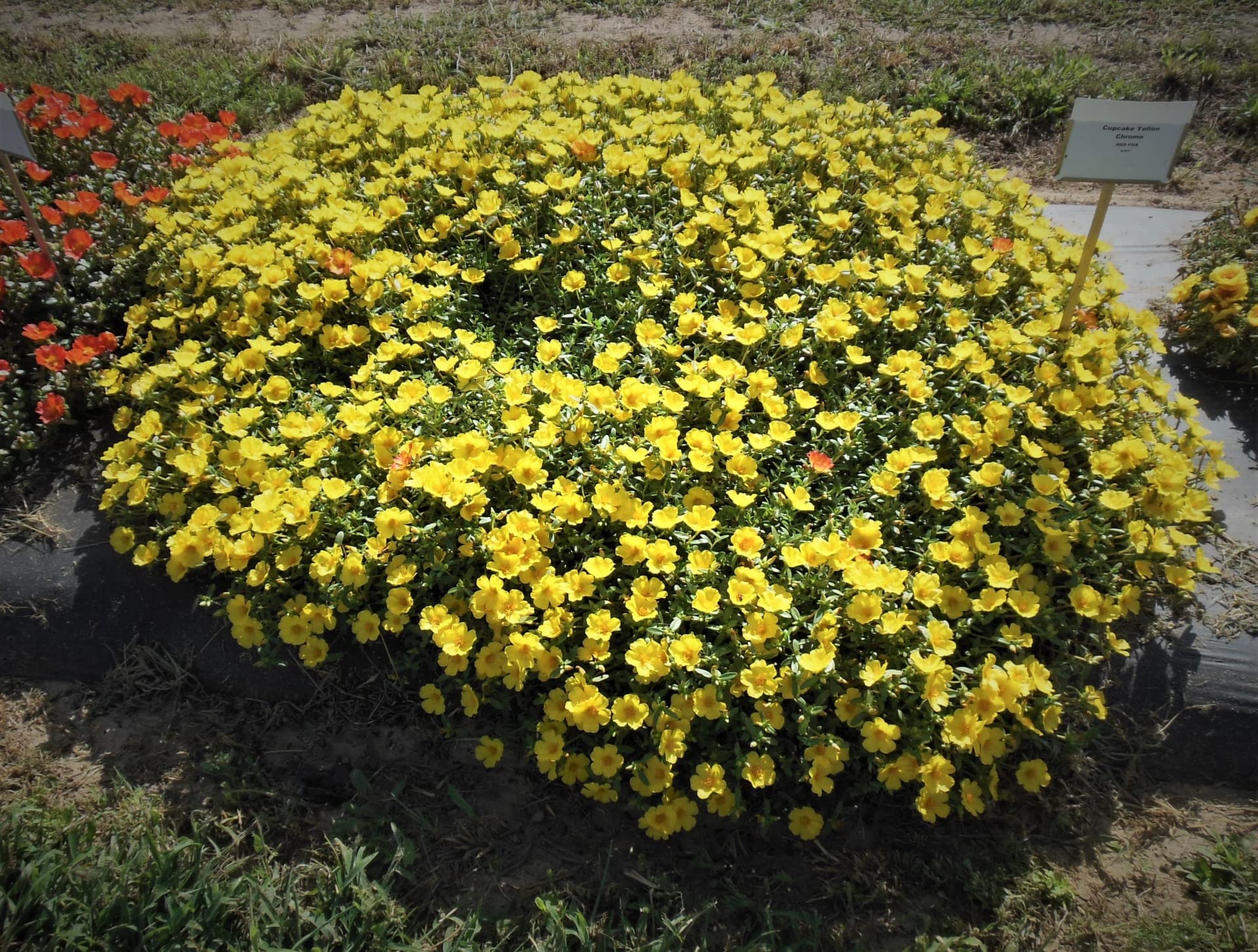 Cypress Purslane,Portulaca Oleracea Yellow Live plant cuttings without roots of 15 Cuttings(Yellow Colour) (B09XQRXR7Q) Amazon Price History, Amazon Price Tracker