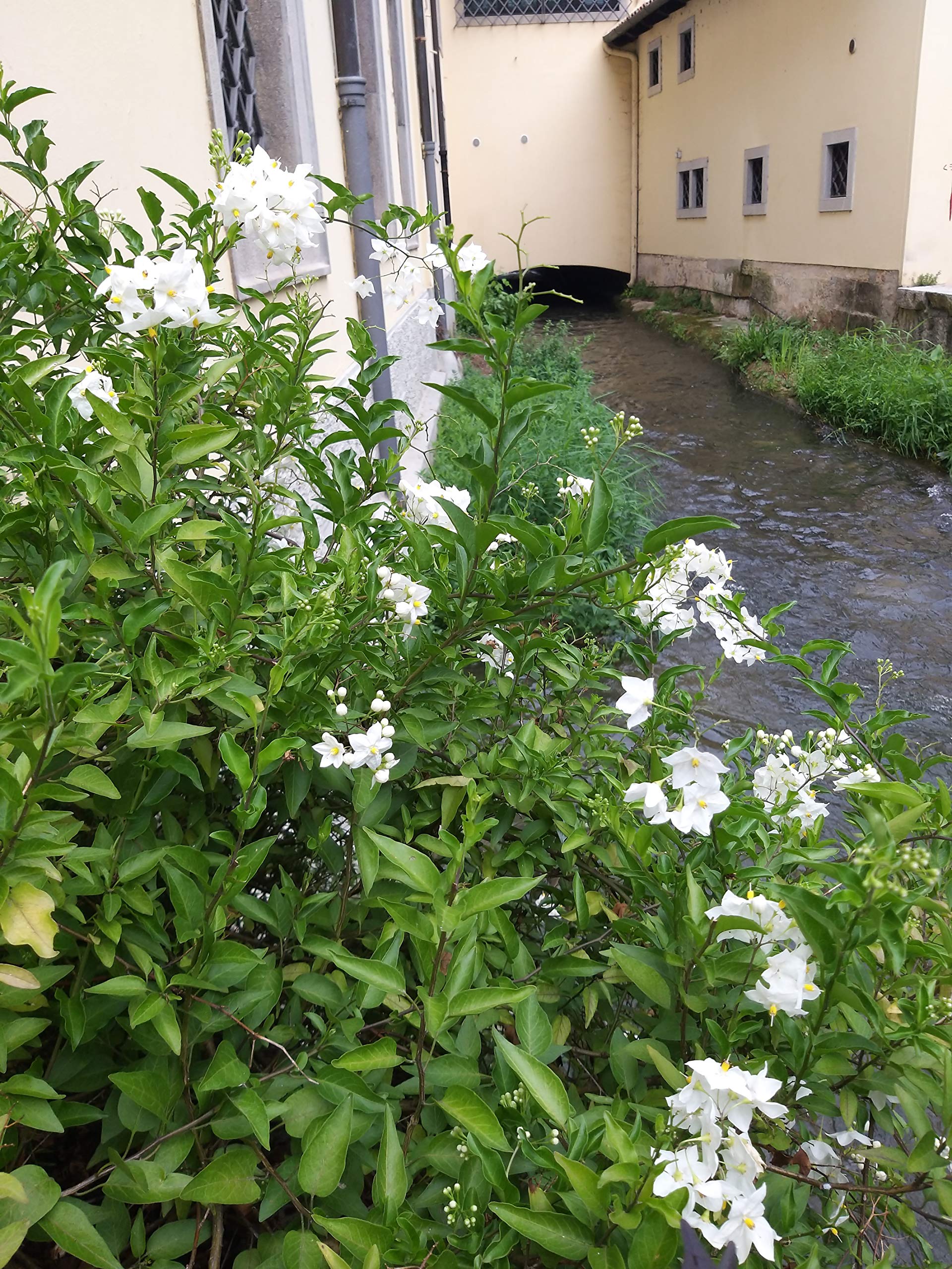 POWERS TO FLOWERS - SOLANUM JASMINOIDES, GELSOMINO, 2PIANTE vaso14cm, piante vere