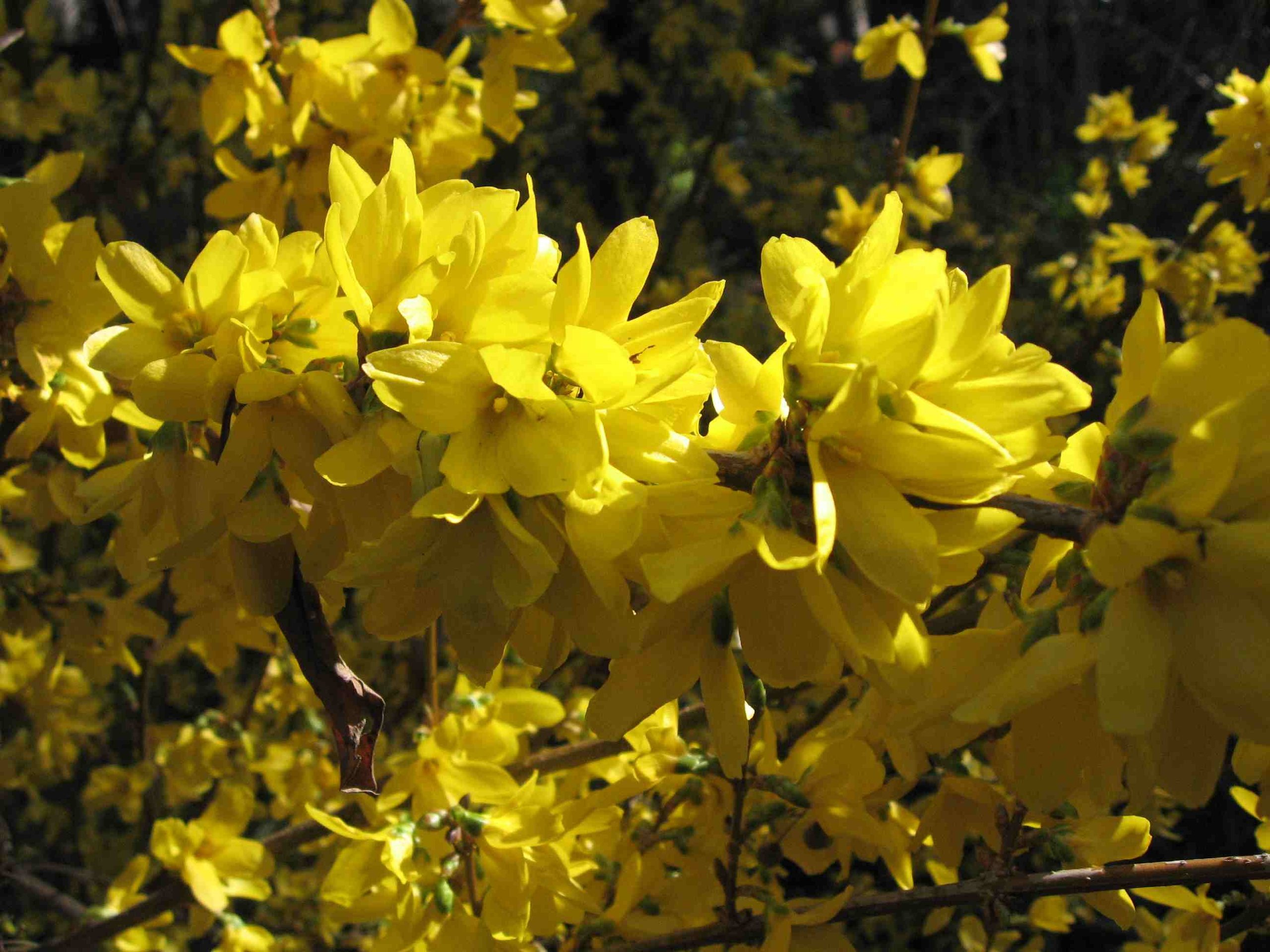 20 Forsythia Intermedia 'Spectabilis' Hedging, 2-3ft Tall, Yellow Spring Flowers 3fatpigs®