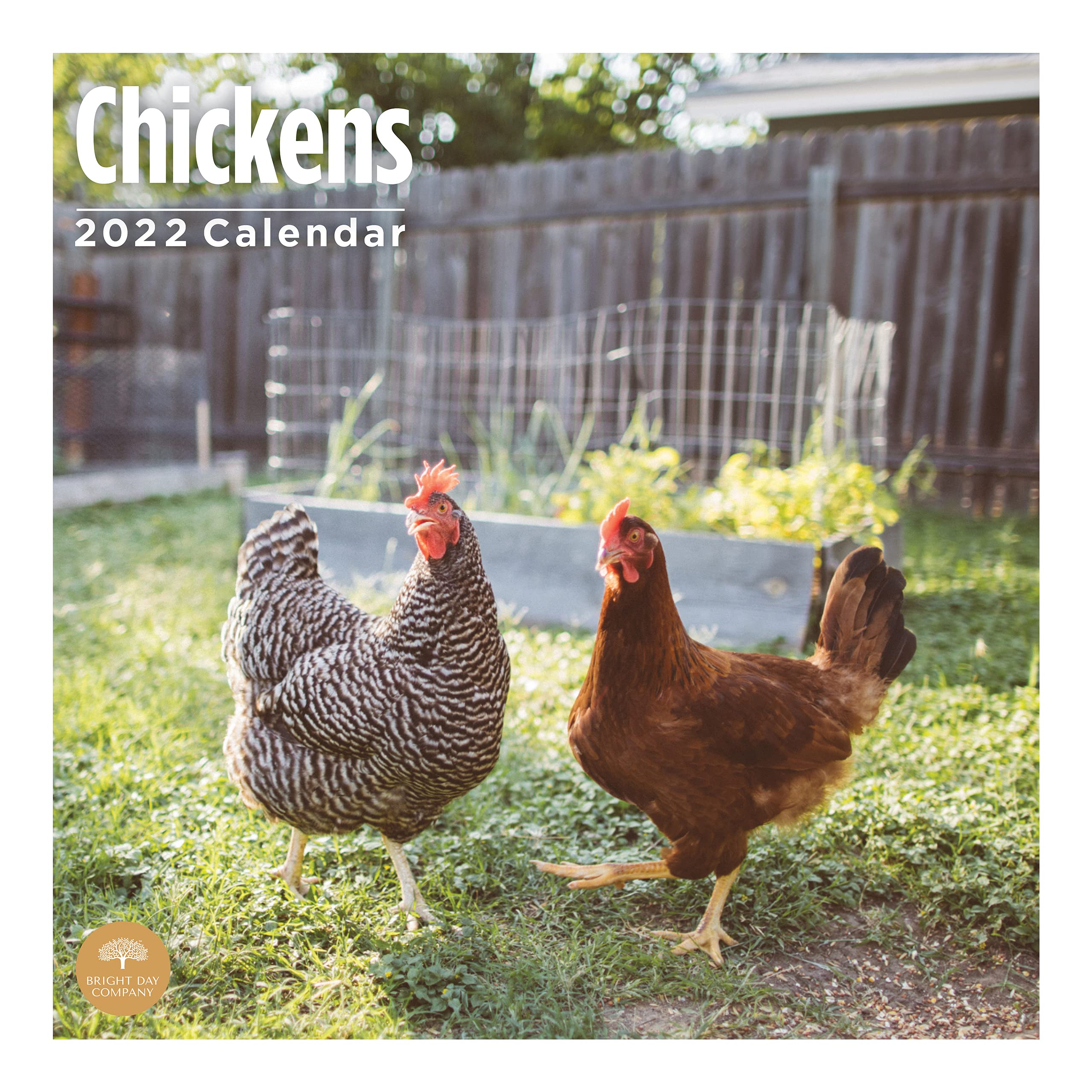 Buy 2022 Chickens Wall by Bright Day, 12 x 12 Inch, Farm Animals s for