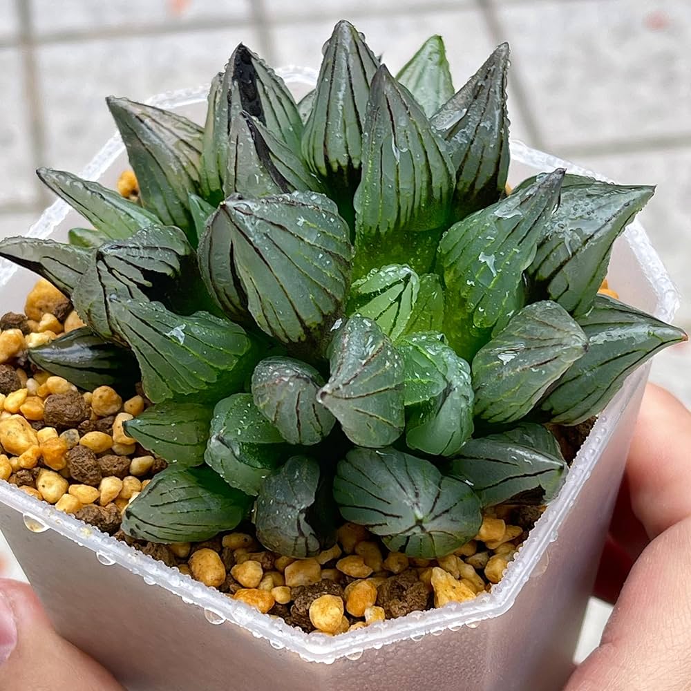 Amazon｜多肉植物 ハオルチア ハオルシア アトロフスカミュータント