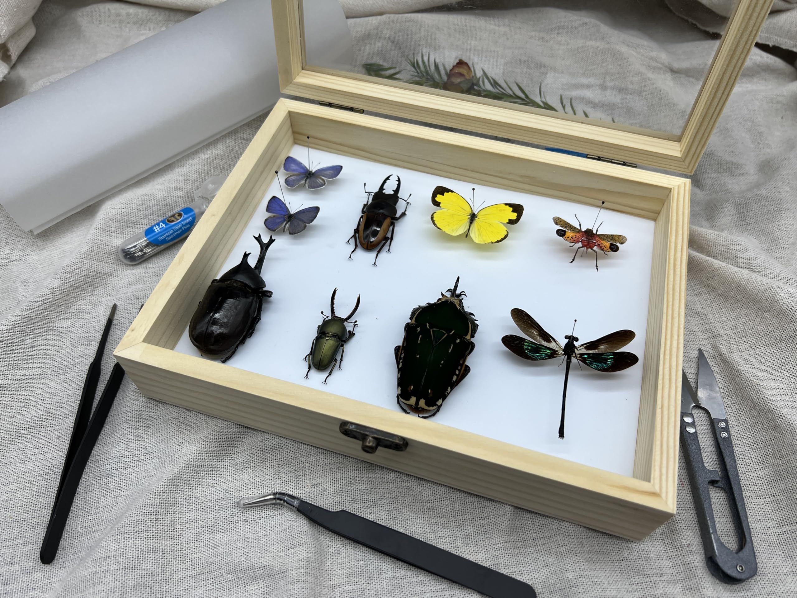 Herstellung von Insektenproben Werkzeug-Set, (Insektennadeln, Insektenschattenbox, Insekten-Pinnbrett, Flügelpresspapier, Pinzette, Schere), Insektenproben-Sammeldisplay für Käfer,