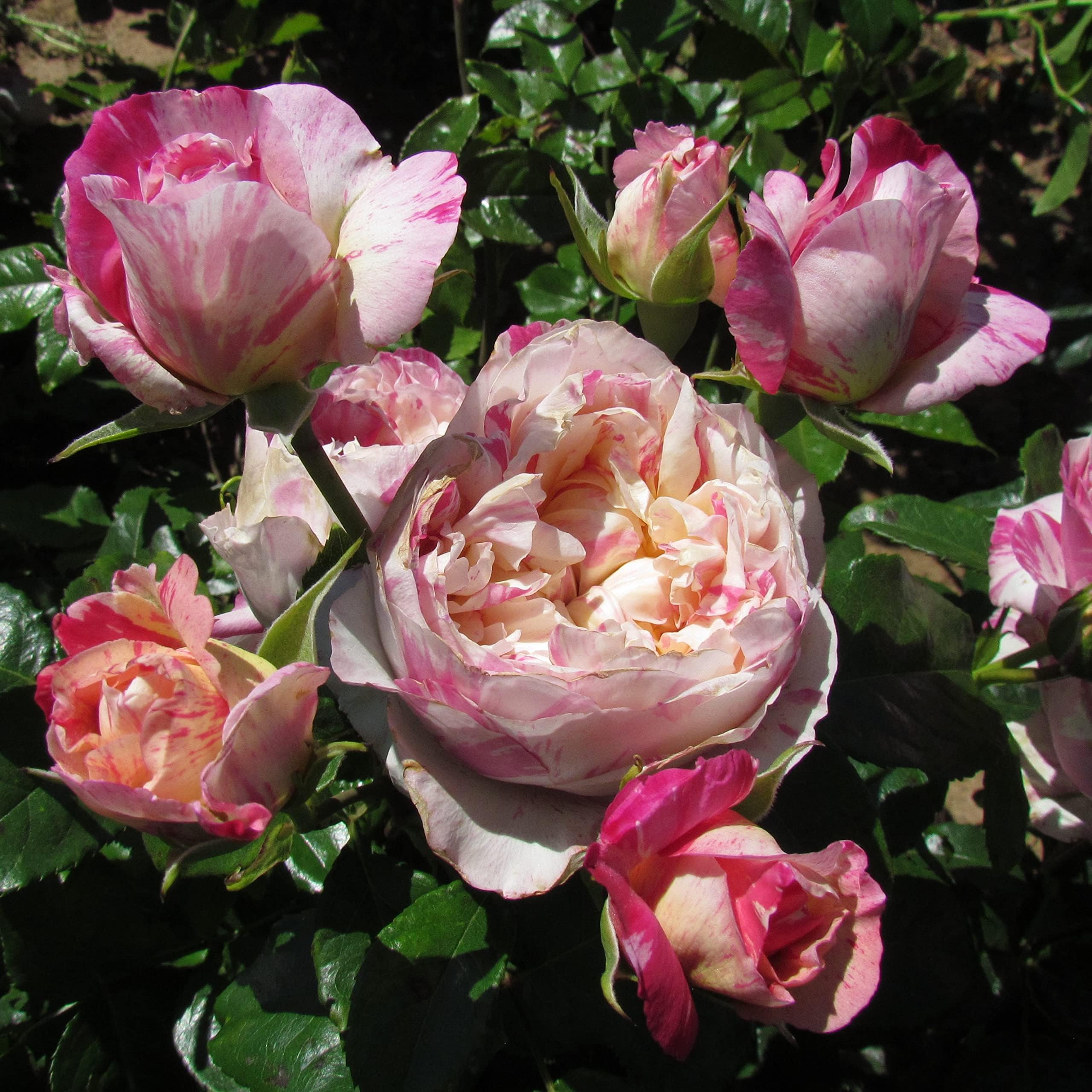 'Claude Monet' Climbing Rose - Unusual Pink & Yellow Striped Blooms ...