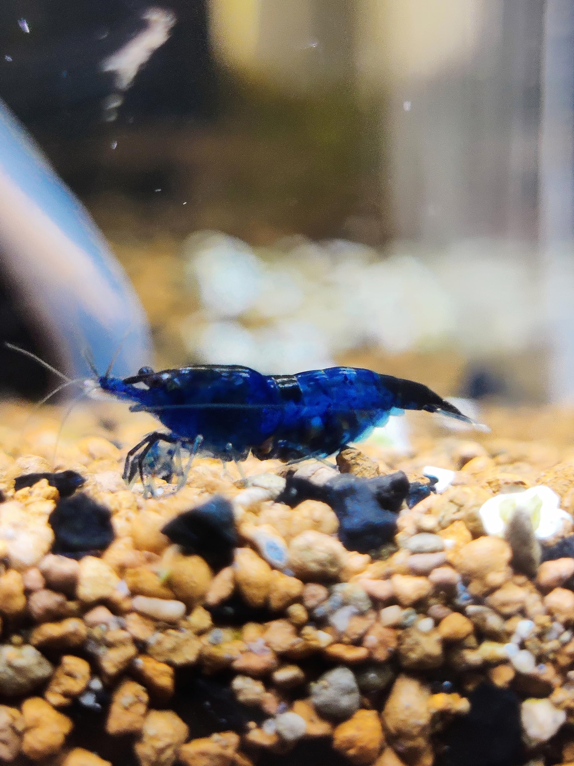 Generisch Garnelenglück - Blue Dream Garnelen - Neocaridina (10)