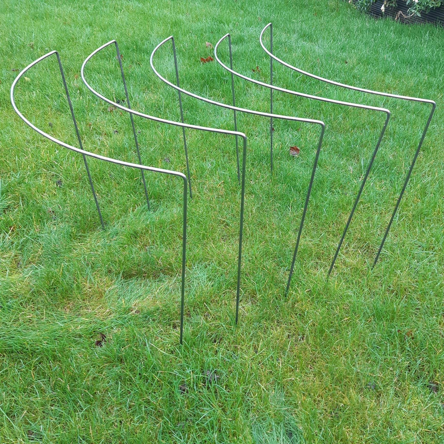 Plant Support traditional Curve type. Stakes, 6mm Mild Steel, Made in UK (Large 62cm Tall). As seen on TV and gardening magazines. Used by professional gardeners.