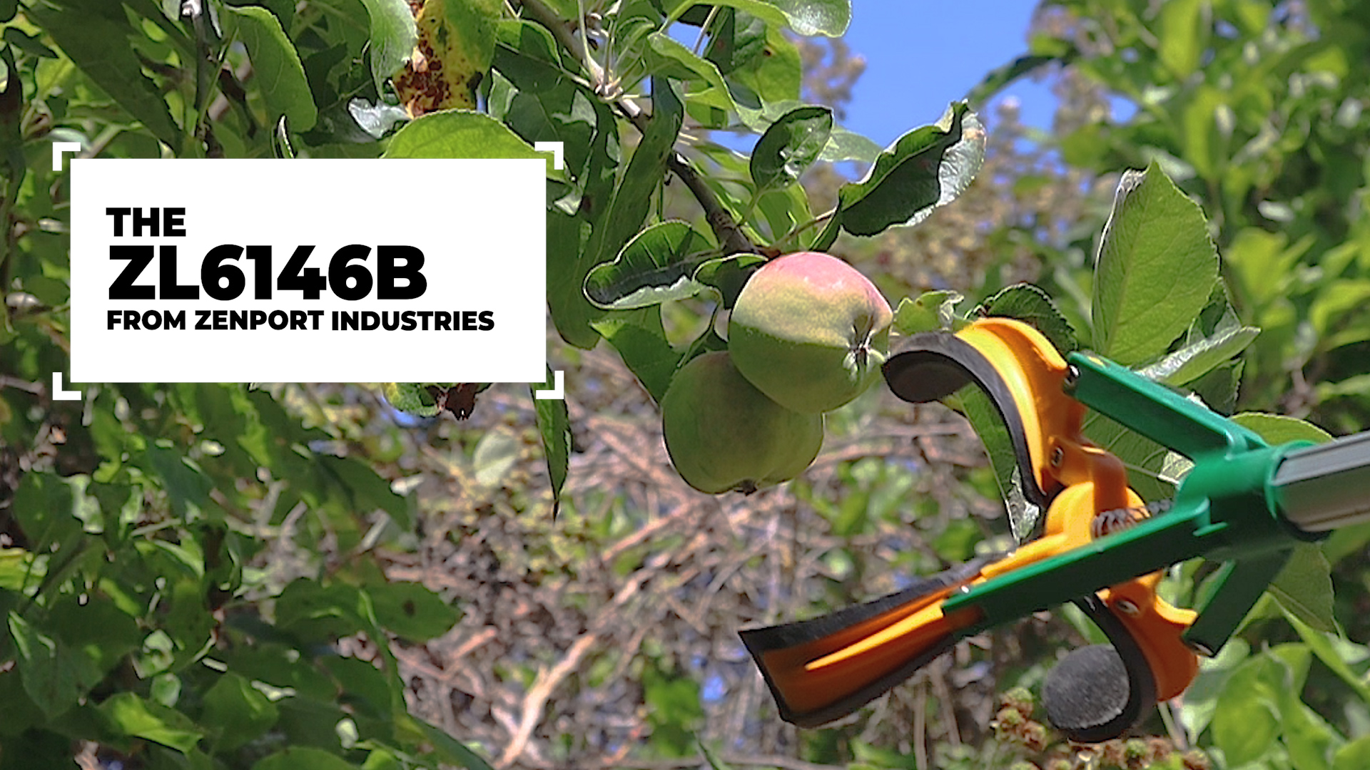 Amazon.com: Zenport ZL6146B Long Reach Telescopic Fruit Picker