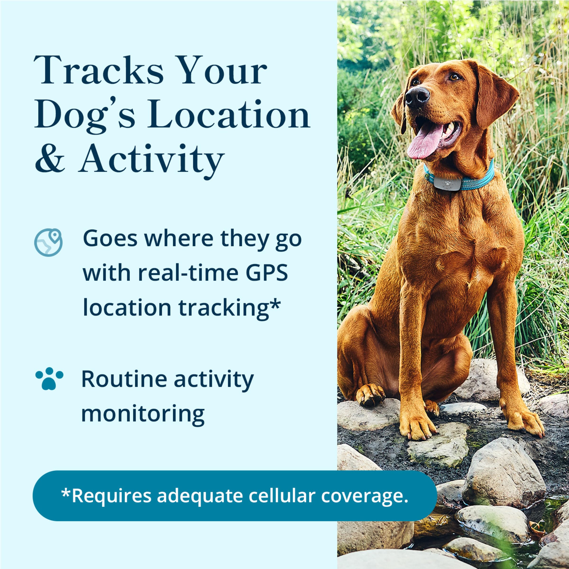 Petivity GPS intelligente e tracker per cani di attività