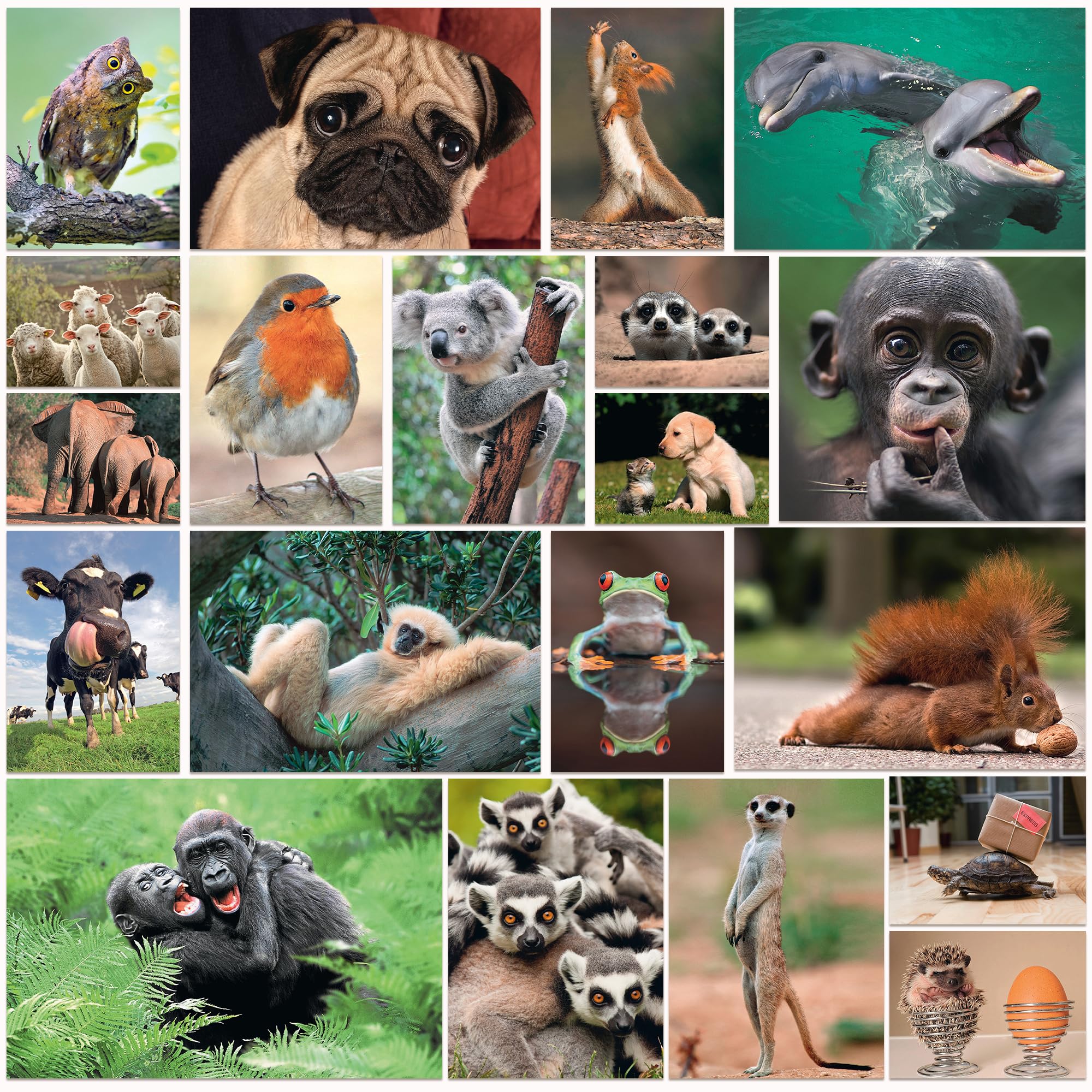 Pack of 20 FUNNY ANIMALS postcards, a set of 20 different cards with comical and humorous animals from around the world