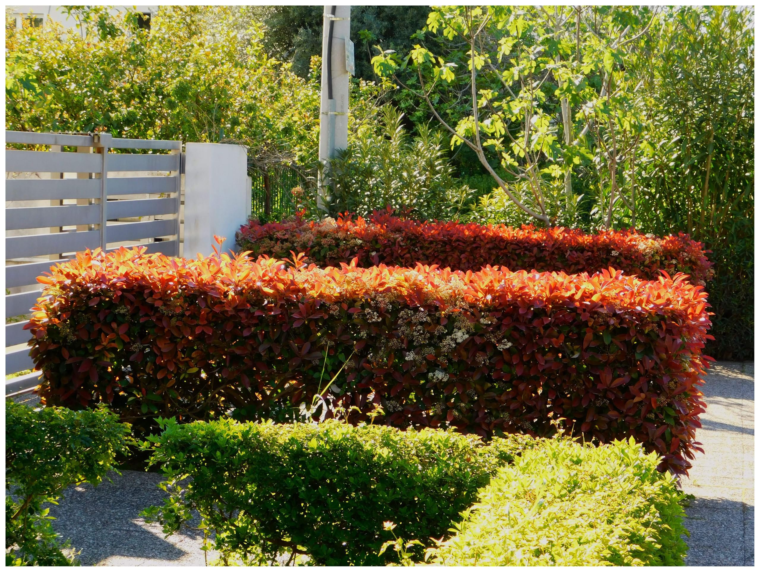 Stauden Gänge 10 x Photinia fraseri 'Little Red Robin' winterhart