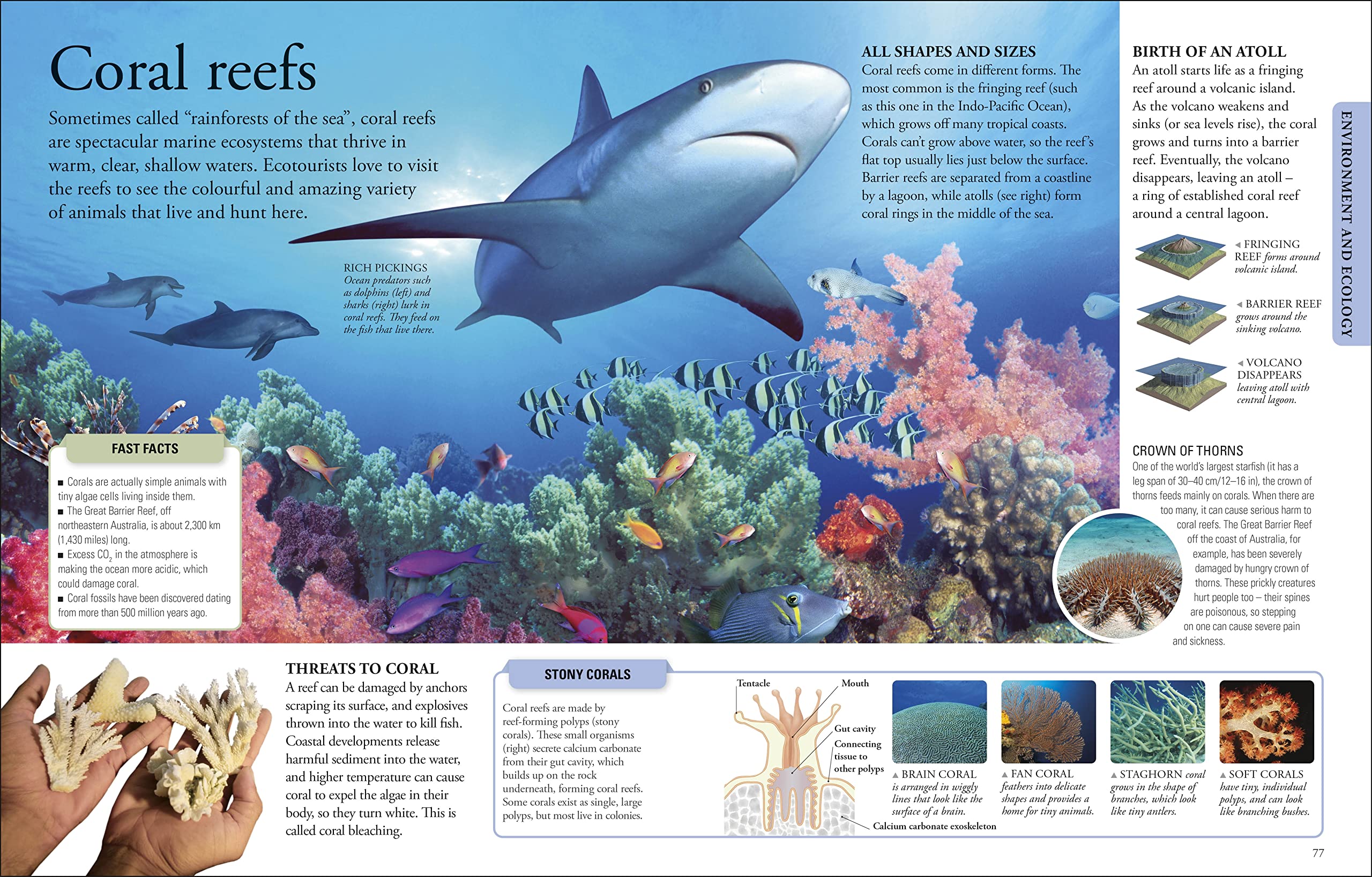 The New Children's Encyclopedia: A Visual Encyclopedia of Thousands of Facts, Stats, and Illustrations (DK Children's Visual Encyclopedia)