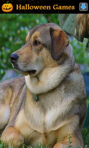 Sons de Animais para Crianças