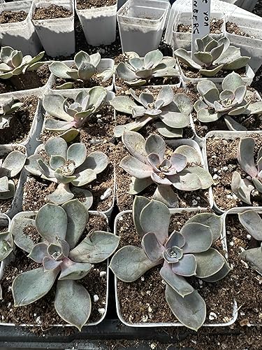 Miniatura 2 de Paquete de 2 plantas suculentas vivas en macetas de 3 pulgadas, fáciles de cuidar, súper saludable Echeveria Perle Von Nurnberg