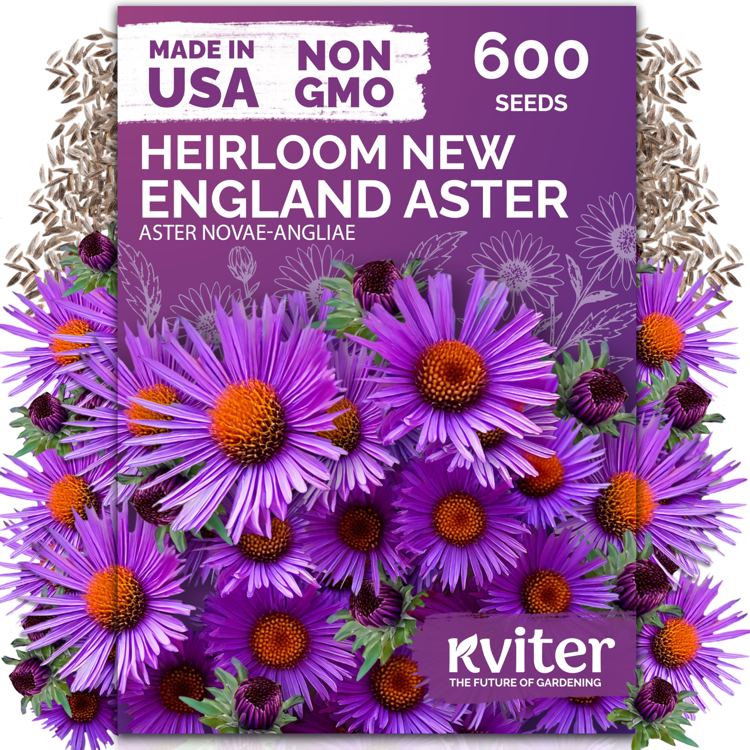 600 New England Aster Heirloom Flower Seeds, Aster Novae-Angliae