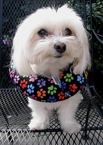 Mantén a tu perro en el lado seguro de la valla - Rainbow Paw (hasta 10 pulgadas)