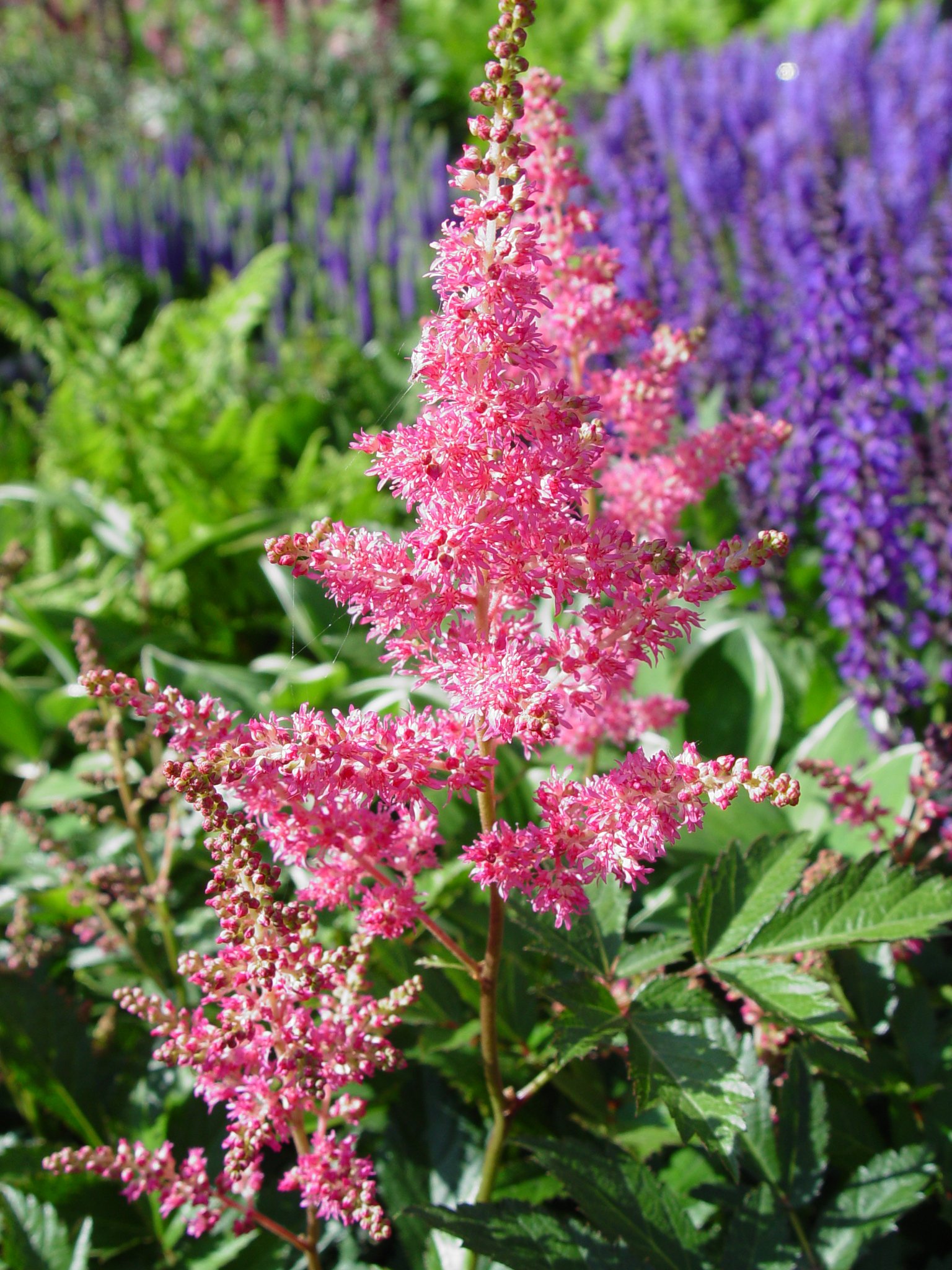 Astilbe Japonica 'Rheinland' (False Spirea) Perennial, Bubblegum