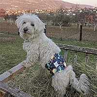 Vista 7 de CuteBone - Pañales lavables para perro macho, 3 unidades por paquete, modelo DM28M