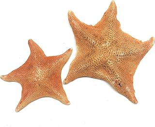 PEPPERLONELY 2 PC Bat Starfish, Brown Sea Star, 4 Inch ~ 6 Inch