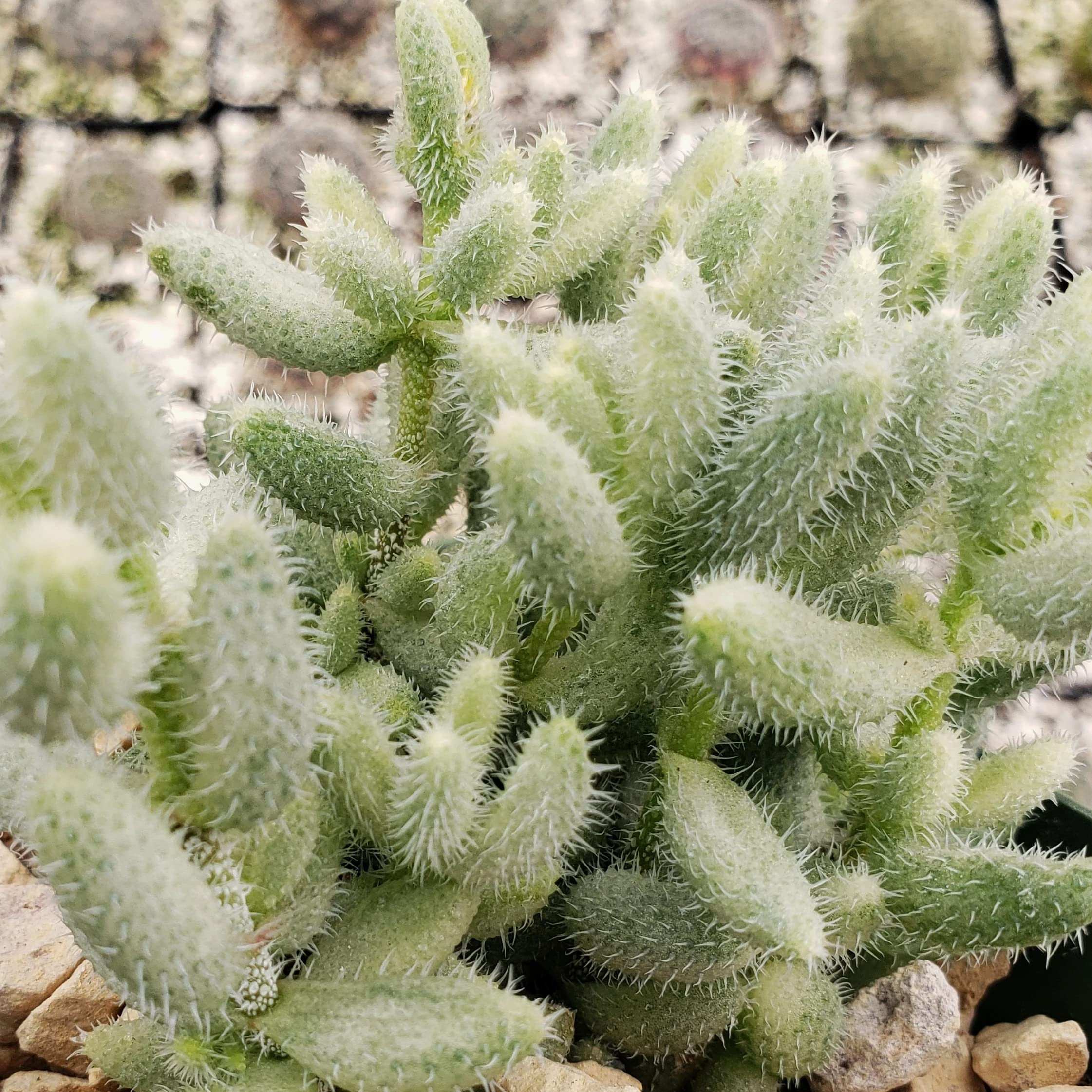 Planet DesertDelosperma echinatum variegata Pickle Plant Cacti Cactus Succulent Real Live Plant