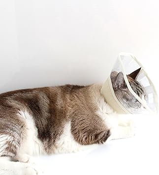 Amazon Nekozuki エリザベスカラー フェザーカラー クリア ベージュ Ss ソフト 猫 Nekozuki エリザベスカラー 通販