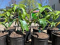 Vista 5 de NAM Doc Mai - Árbol de mango injertado - Mango favorito tailandés