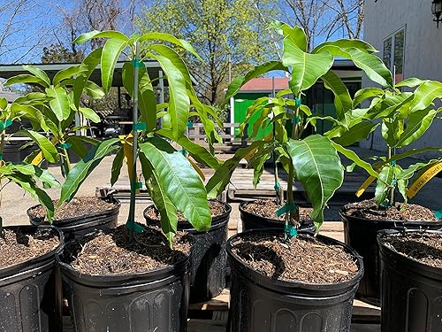 Miniatura 5 de NAM Doc Mai Árbol de mango injertado - Mango favorito tailandés