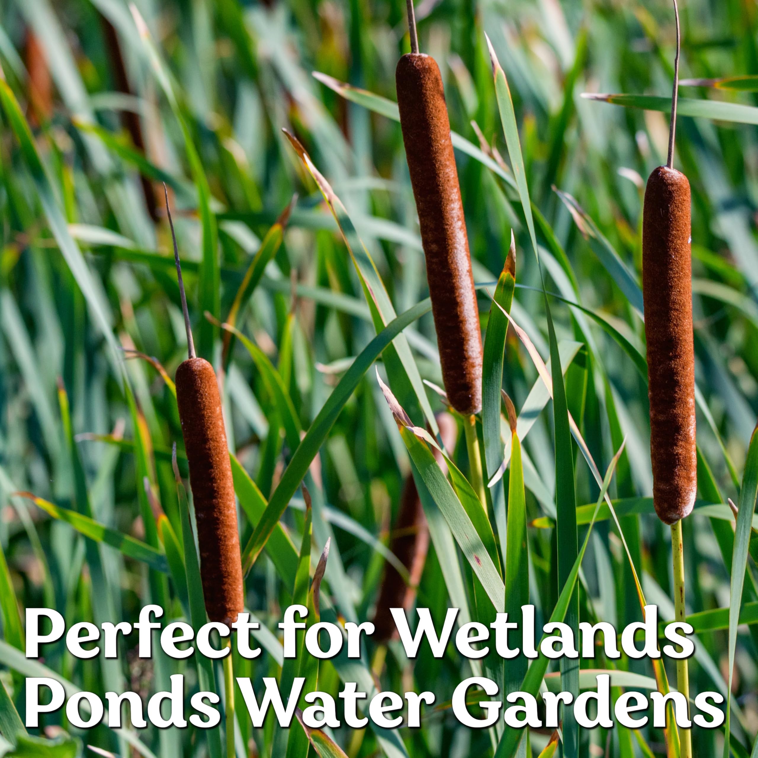 CATTAIL SEEDS, Typha Latifolia, 200 Seeds, Pond Plant, Marginal Aquatic