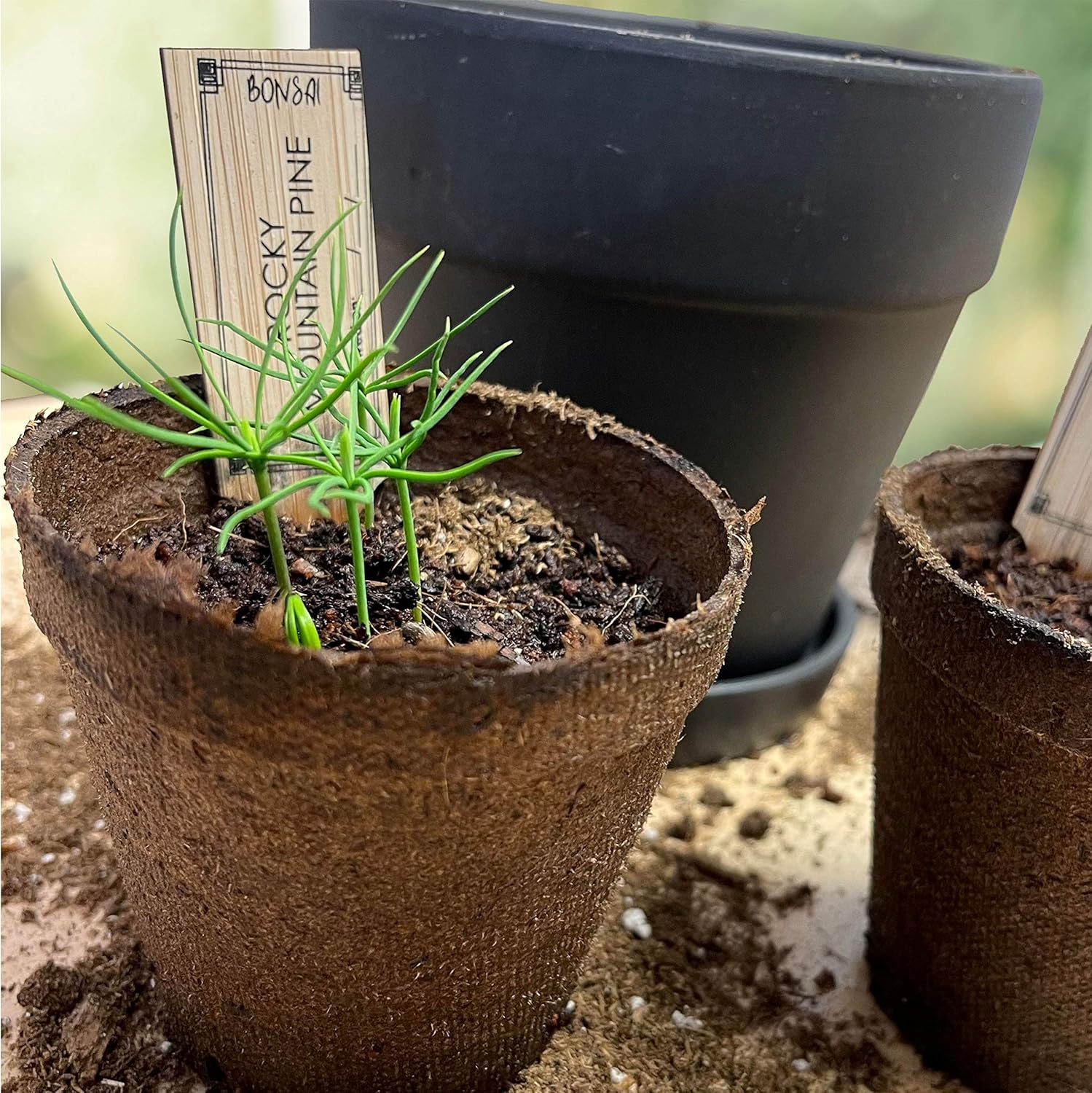 Hapinest Bonsai Tree Indoor Starter Kit 4 Bonsai Tree Seed Types - DIY Unique Gardening Plant Crafts Hobbies Gifts for Adults Men and Women : Patio, Lawn & Garden