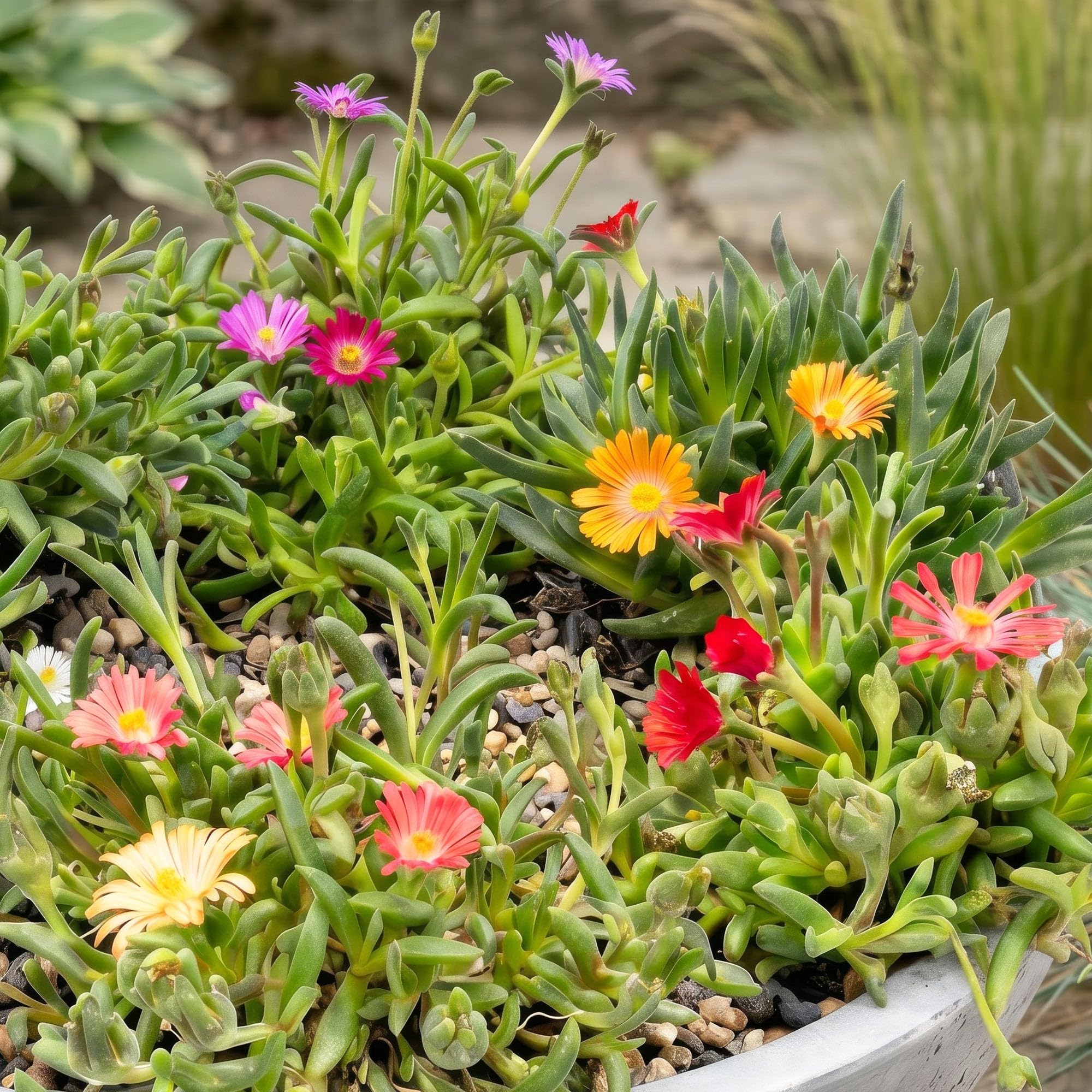 Green boutiQ - 24x Delosperma mix - Ficoïde à fleurs mélangées - Jaune, Violet, Rouge, Rose - Vivace - Ø7cm - 10-12cm