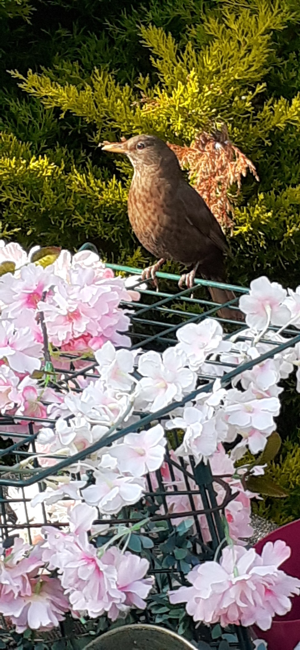 GardenersDream Kibbled Peanuts Premium Grade Garden Wild Bird Nut