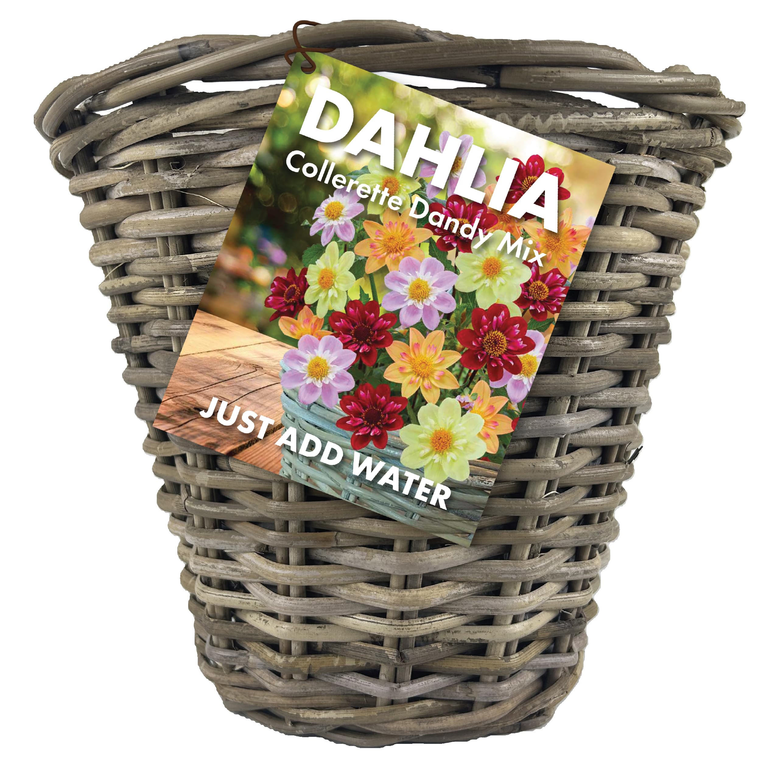 Dahlia Flowers - Collerette Dandy Mix - Summer Bulbs for Planting Now - Pre Planted Wicker Basket (1Bulb) - Just add Water โ image 1