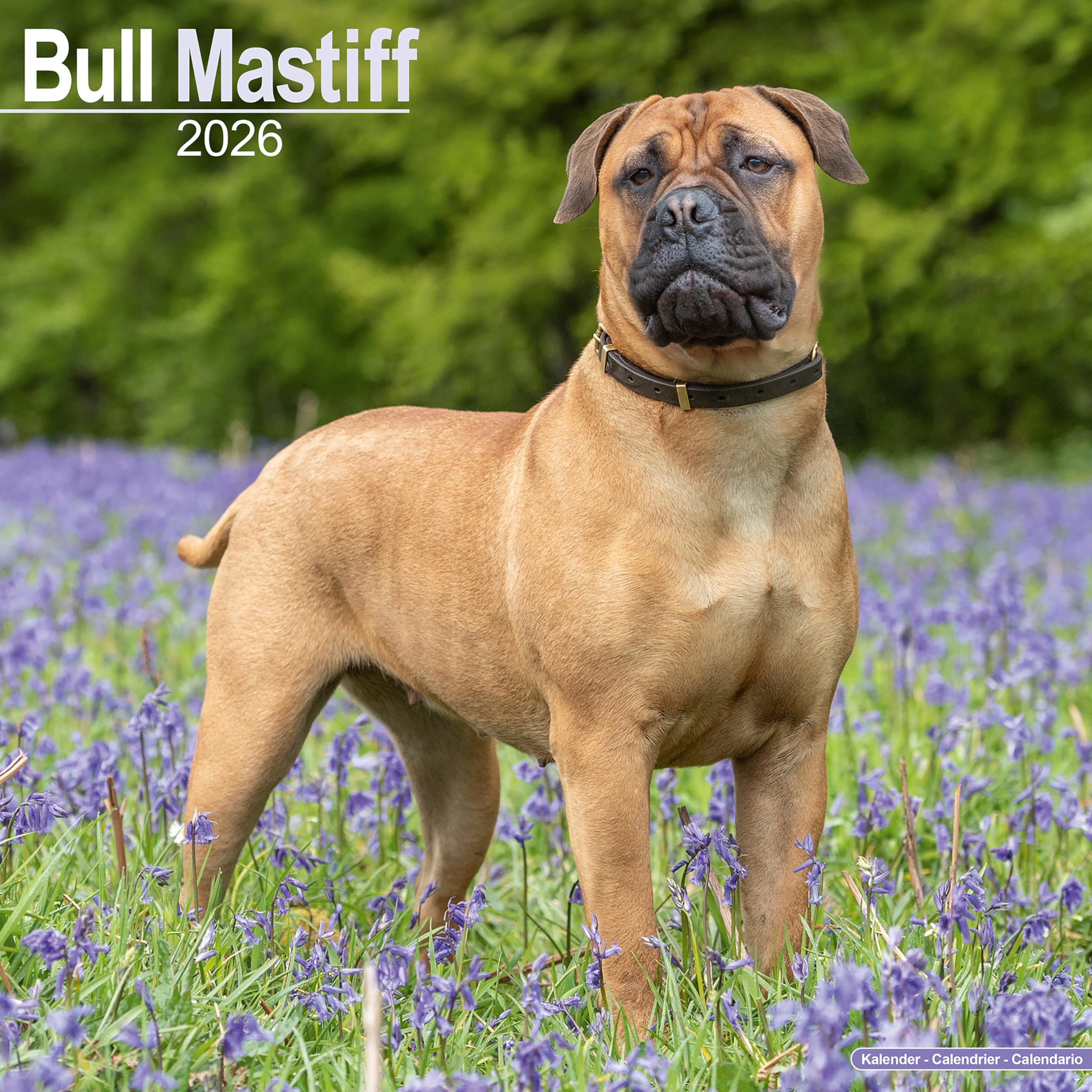 Bull Mastiff 2026 Calendar | Square Wall Calendar | Dog Breed Gift | Plastic Free Packaging | by Avonside Publishing