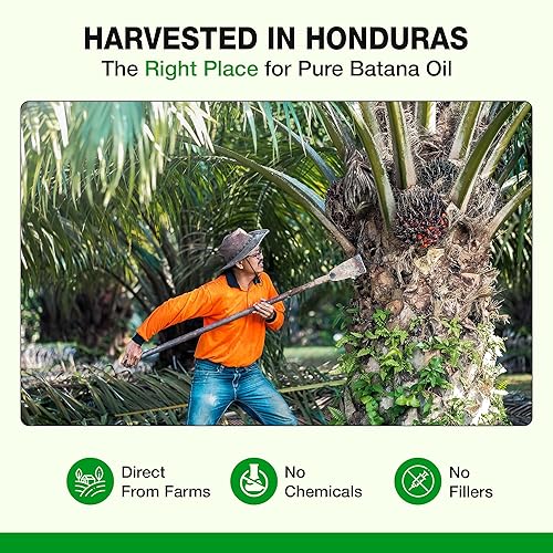 Miniatura 4 de Aceite de batana - El aceite milagroso hondureño para el crecimiento del cabello y el cuidado de la piel - 100% puro - 16 oz (454G)